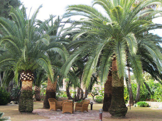 Poda palmeras canarias