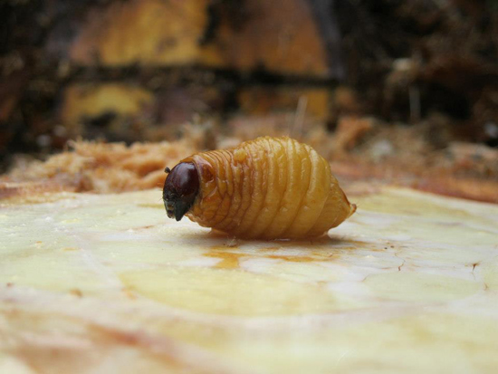 Larva Picudo Rojo