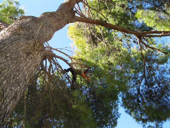Poda árbol con técnica y seguridad