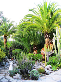Poda de Palmeras