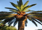 Palmera recuperandose rapidamente del picudo