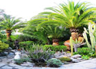 Poda de palmeras canarias