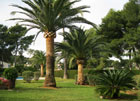 palmeras canarias Phoenix Canariensis