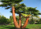 poda de palmera washintonia