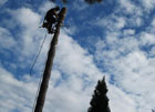 tala de palmera washintonia